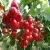 Import Fresh Sweet Cherry / Fresh Cherry Fruit /Red Cherry from Germany