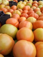 Fresh Tomato , Cherry Green Tomato , Fresh crop for saleready to export