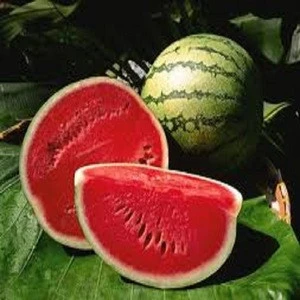 Fresh water melon/Fresh Melons/ fresh watermelon for sale