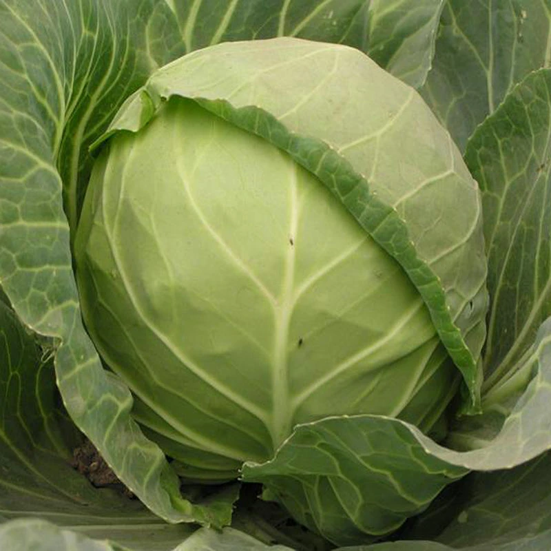 fresh White cabbage
