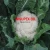 Import Fresh white cauliflower from Bangladesh