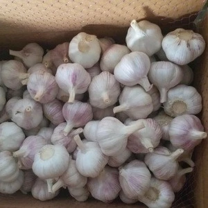 Fresh White Garlic Price/Fresh Peeler Garlic Bulk In Indonesia