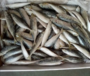 Frozen seafood mix king fish horse mackerel salmon tilapia milkfish
