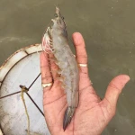 Frozen shrimp