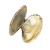 Import Frozen White Clams  Cooked Clam Meat frozen  Seafood from China