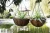 Import Garden plant wire hanging basket with chains factory from China
