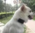 Import GPS +wifi+ LBS location 1500mAh Pet Dog gps tracker from China