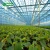 Import High Efficient Venlo Tempered Glass Greenhouse With Hydroponic Growing System from China