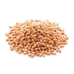 High quality animal feed protein feeding barley for cattle barley grain