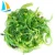 Import High Quality frozen seaweed salad from China