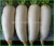 Import (HOT) Fresh Radish/Chinese fresh organic white turnip from China