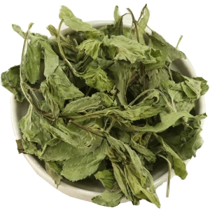 HOT HERB FOR YOUR HEALTH AND BEAUTY PEPPER MINT LEAVES