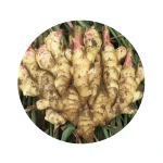 Hot Selling Bulk Ginger Root Extract / Ginger Extract Gingerol Powder / Ginger Extract Powder