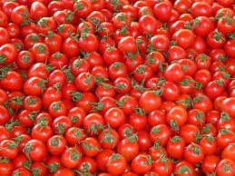 Japan delicious fresh tomato export at good price for sale