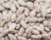 light Speckled Kidney Beans (180-200pcs/100grams)