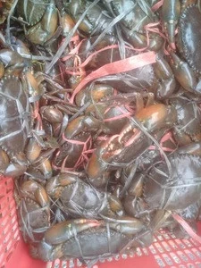 Live MUD CRAB Whole Round From INDONESIA