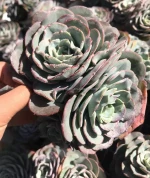 Live Succulent Plants 12.5cm Echeveria Atlantis