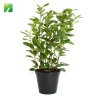 Low price outdoor street decorative Ficus microcarpa Chinese banyan ornamental plant