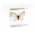 Import Lycorma delicatula Acrylic animal insect Specimens for Early Education for kids teaching toys specimen plastic blocks from China