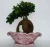 Import natural plants artificial bonsai ginseng ficus with cocopeat Plastic cup & leaves 50-100g from China