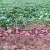 Import new crop sweet potato in high quality from China