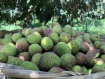 New CropSweet Delicious Chinese Fresh Lychee Fruit Is On sales