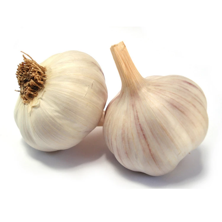 New fresh bulk garlic seed natural garlic