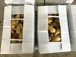 New Fresh Vegetables from China Washed Ginger Fresh Ginger