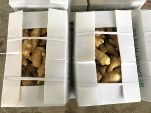 New Fresh Vegetables from China Washed Ginger Fresh Ginger