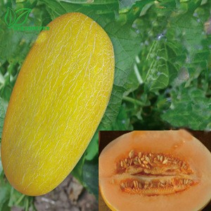 oblong shape yellow peel few thin net Cantaloupe seed