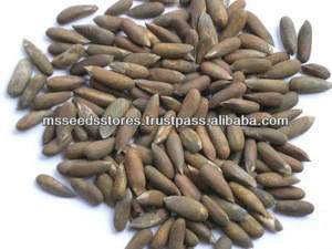 Pakistan Best Quality Pine Nuts In Shell