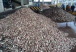 peruvian fishmeal , Animal Feed Fattening Anchovy Fish Meal
