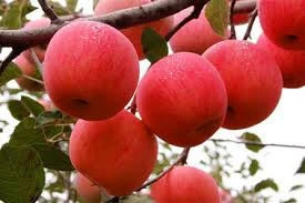 Pome fruit, Fuji apple fruits, Red Delicious (Bisbee Spur) Apple Tree