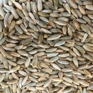 Premium Quality Rye Grains for Sale