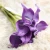 Import Preserved Artificial Decorative Flower Calla Lily  for Stage Decor Florist from China