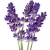 Import Professional Make Natural Lavender Hydrosol from India