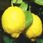 QUALITY FRESH LEMON FRUITS AVAILABLE FOR SALE