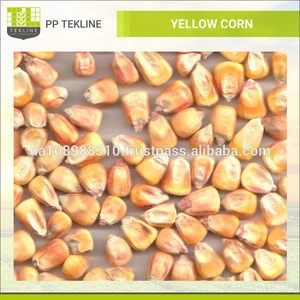 Quality Grade 1 Ukraine Yellow Corn at Best Price