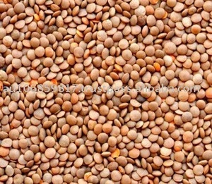 Red lentils whole/Masur dal/whole red lentils