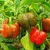 Import Sales Export Capsicum Vietnam from China