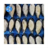 SANFENG SEAFOOD Fresh Style Frozen Half Shell Mussel export