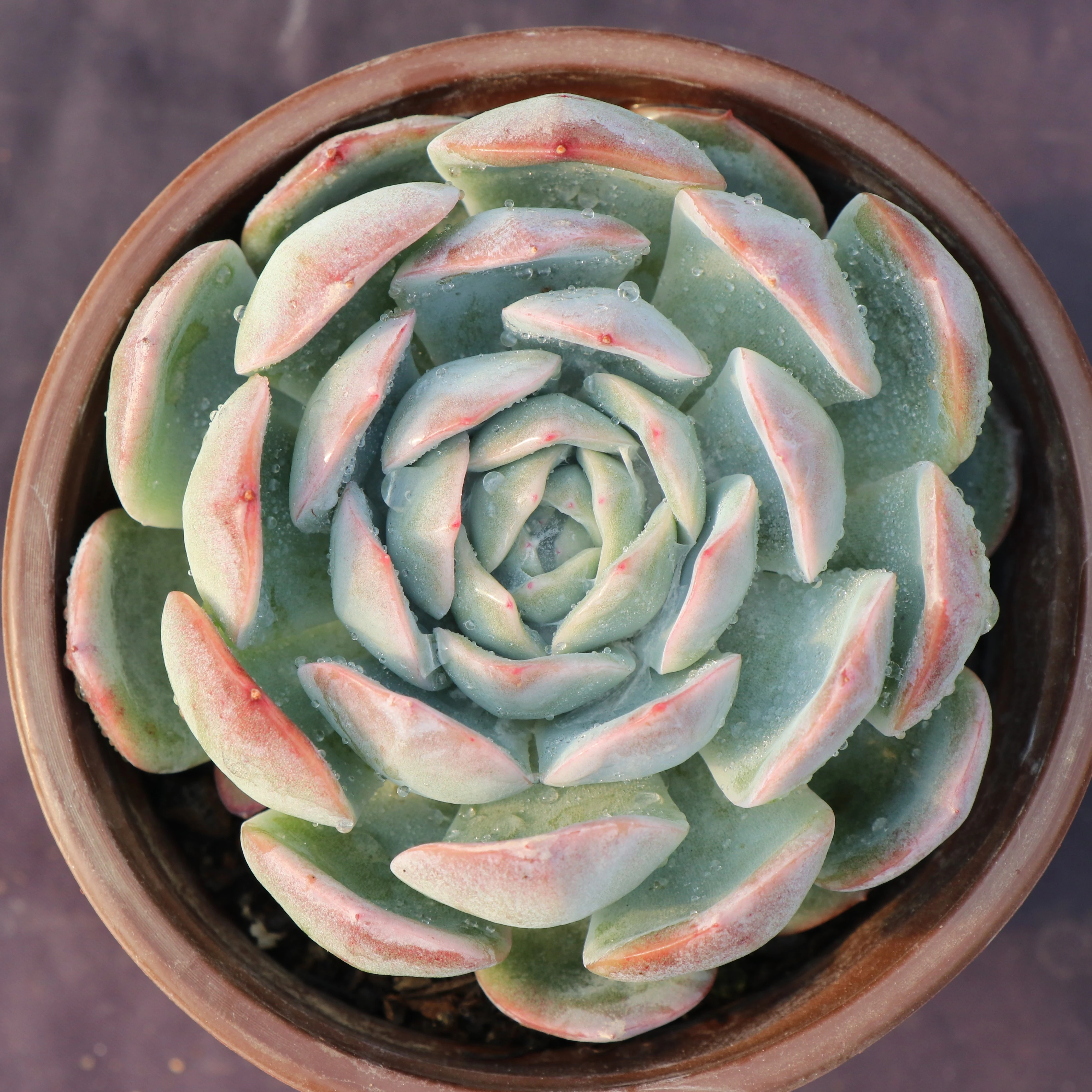 Stunning succulents live naural succulent plants with attractive pricelist