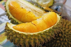 Super and adorable Fresh and Frozen Durian Fruits From South Africa