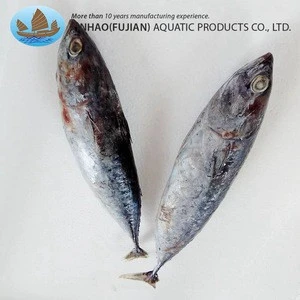 Superior quality bonito seafood frozen fish for canned food caned