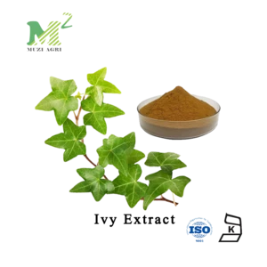 Supply Cough Function Plant Extract 10% Hederacoside C  Ivy Leaf Extract Powder In Stock