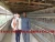Import TAIYU Poultry House Chicken Structure from China