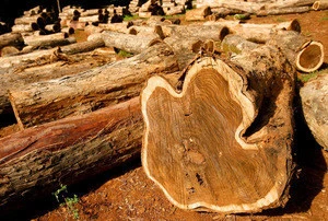 teak wood logs for sales