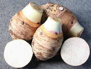 THE CHEAPEST PRICE OF FRESH TARO FROM VIETNAM WITH HIGH QUALITY