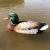 Import V201 2.4G Remote Controlled Hunting Motion Duck Decoy RC Boat Outdoor Floating Toys For Swimming Pool from China