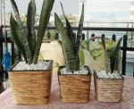 Water Hyacinth Square Planter Pot